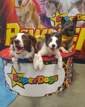 Los miembros locales de SuperDogs, desde la izquierda, Strider, Pursuit y Rowen, actuaron en el Royal Agricultural Winter Show de este año. foto enviada.