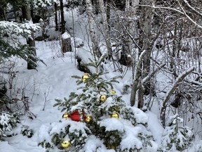 An anonymous forest elf decorated this bit of Christmas spirit along Miller Rapids Road, a true tribute to our Boreal Forest. Phil Burke