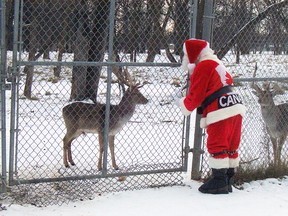 Singing Santa visits the deer at Island Park and sings them the story of Rudolph the Red-nosed Reindeer. (Ted Meseyton)
