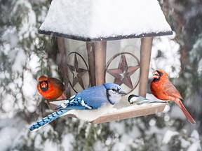 The Pembroke Area Field Naturalists will be holding the Christmas Michener Memorial Eganville Bird Count and the Pembroke Area Christmas Bird Count in the coming weeks. Getty Images