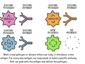 Infographic on antibodies from the World Health Organisation (WHO).