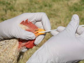 Swabbing a rooster to test for avian influenza.