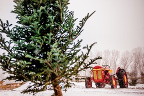 Cut down your very own Christmas tree at Snyder’s Family Farm.
