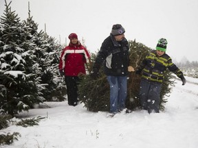 Angelo Plagos and son Christopher 11 haul out their Christmas tree while Rhonda Plagos walks alongside at Tree Lane Farms north of Ilderton on Dec. 11, 2016. (Mike Hensen/The London Free Press)