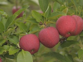 Ontario gala apples (photo courtesy of Ontario Apple Growers)
