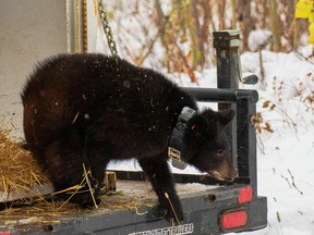 The orphaned black bear was released back into Waterton Lakes National Park after gaining 51 pounds at the Alberta Institute for Wildlife Conservation in Madden, Alta.
