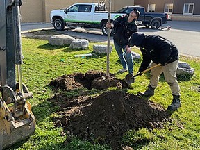 Landscape professionals from Landscape Ontario's Upper Canada Chapter plant Maple trees at Marmora Public School. SUBMITTED PHOTO