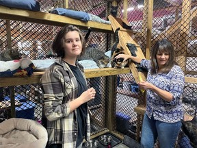 Emily Debor et Brenda Cameron, des Purrfect Companions of Norfolk, avec certains de leurs amis à fourrure au refuge de l'organisation. Submergé par le nombre de chats et de chatons qui reçoivent des soins, le refuge demande aux gens d'appeler à l'avance et de prendre rendez-vous plutôt que de simplement déposer les chats et les chatons au refuge sans avertissement. Présentateur