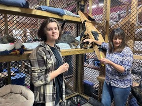 Emily Debor et Brenda Cameron, des Purrfect Companions of Norfolk, avec certains de leurs amis à fourrure au refuge de l'organisation. Submergé par le nombre de chats et de chatons qui reçoivent des soins, le refuge demande aux gens d'appeler à l'avance et de prendre rendez-vous plutôt que de simplement déposer les chats et les chatons au refuge sans avertissement. Présentateur