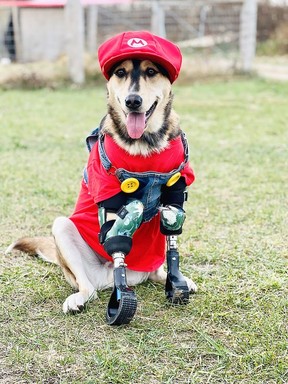 Wally, a husky/lab mix, is seen here all decked out with his new prothetic legs and his Super Mario outfit that matched the theme of his first birthday party Saturday, held at Charlotte's Freedom Farm.  (PHOTO Handout)