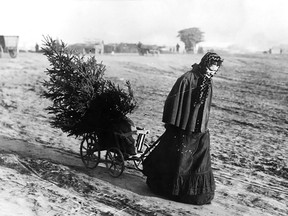 A photograph of a woman carting a Christmas tree through a rural field. By her dress, the photograph could have been taken as early as the 1890s. (Submitted photo)