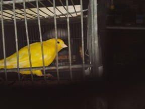 CO.canary