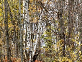 TIWLT received a $600,000 grant from the Nature Smart Climate Solutions Fund to help with the funding it needs to help conserve lands in the Thousand Islands Watershed. Lorraine Payette/for Postmedia Network
