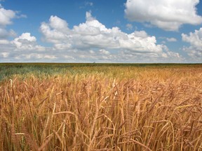 Wheat field just starting to ripen. (file photo)