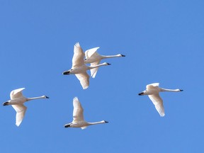 A bevy of Tundra Swans in flight. Getty Images