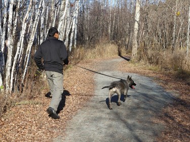 David Abraham, of BlackTracks K9, uses his dog to search an area at Rotary Park Trail in Sudbury, Ont. on Tuesday November 1, 2022. The company was brought to Sudbury by the organization, Please Bring Me Home, to search for Meagan Pilon, last seen on Sept. 11, 2013. John Lappa/Sudbury Star/Postmedia Network