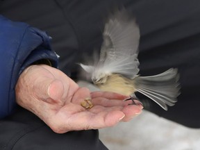 John O'Connor feeds a chickadee while visiting Bell Park in Sudbury, Ont.
