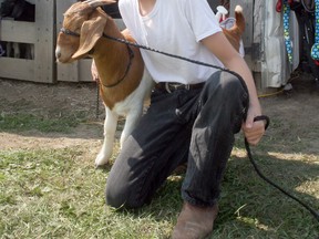 The Seaforth Fall Fair offered a full slate of activities on Sept. 16-18, including a parade, entertainment, rides, a petting zoo, agricultural shows and much more. Jake Heessels of the Exeter area competed in the Boer Doeling competition for the 4-H Club. Scott Nixon