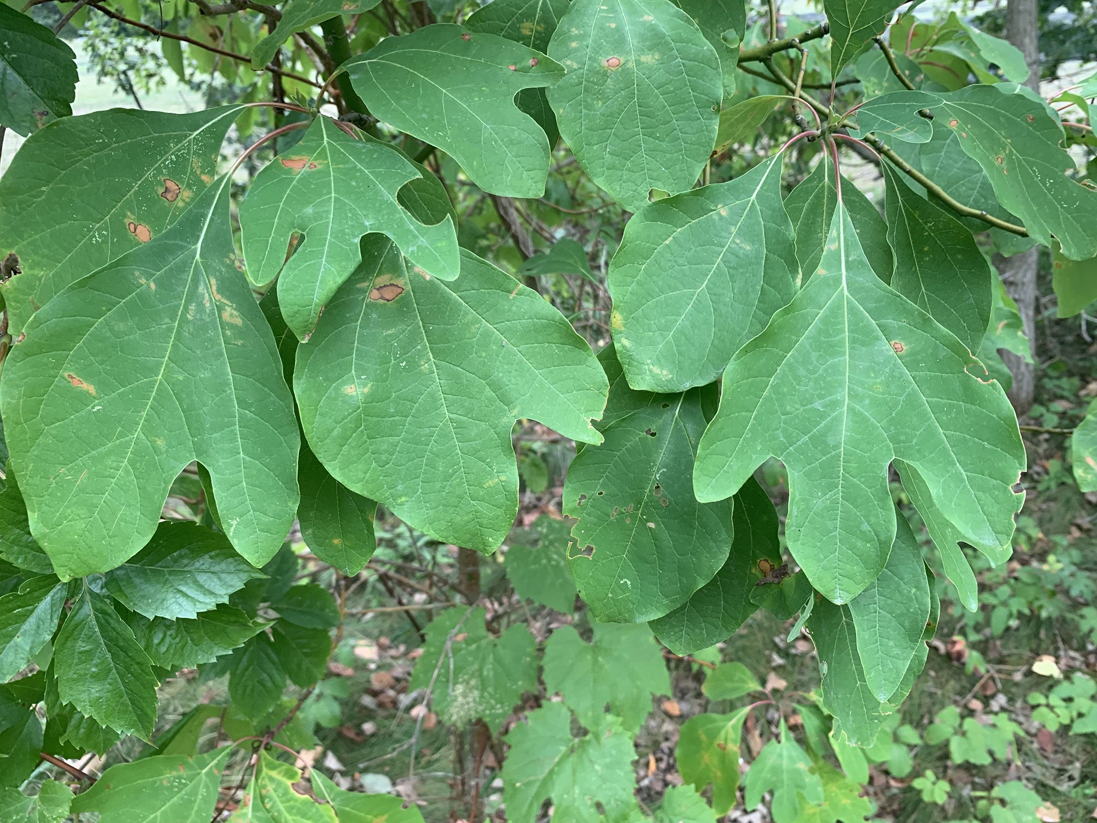 GARDENING: Sassafras tree has distinctive-looking leaves | Sarnia ...