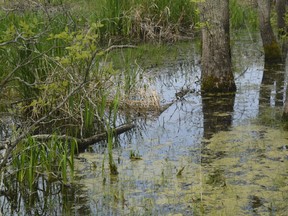To protect wetlands in the region, Quinte Conservation is calling on the Ontario government to rescind its Bill 23  - More Homes Built Faster Act by the Ontario government which passed final Third Reading this week at Queen’s Park. DEREK BALDWIN FILE