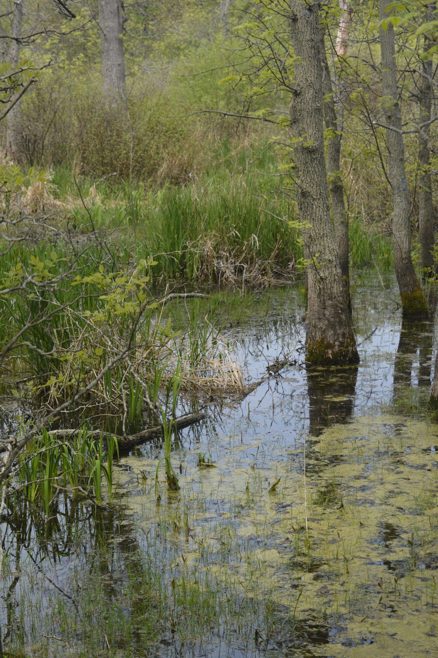 Quinte Naturalists' walk to protest Bill 23 threat to local wetlands ...