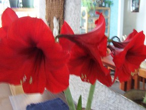 If red is a favourite colour for Christmas, then Amaryllis flowers have an excellent way of expressing it. (Ted Meseyton)