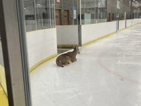 A young buck found its way onto the ice at the Ardrossan Recreation Complex on Nov. 24. Photo courtesy Strathcona County