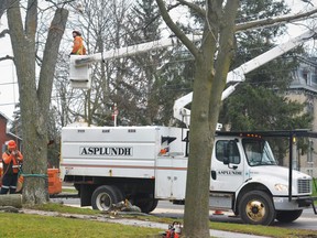 A tree-cutting crew removed a large tree on behalf of the City of Belleville Thursday from the north boulevard along Bridge Street East in front of Glanmore House. Major wind storms this summer have claimed a number of old trees in the city. DEREK BALDWIN