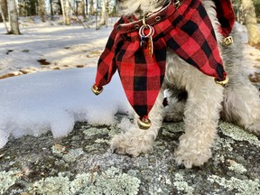 Chip the Nature Dog searches for Beaver Lodge Pond where the Forest Christmas Concert is soon to begin. Phil Burke