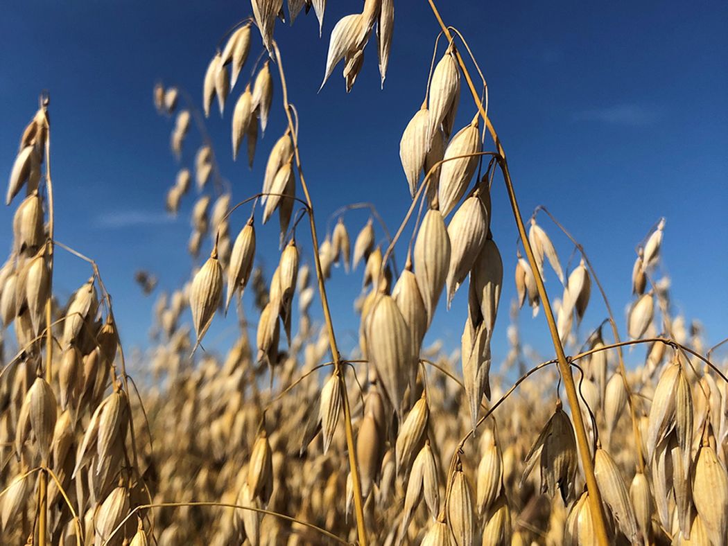 Corn harvest acres and bushels per acre up in 2023 - Talk Business