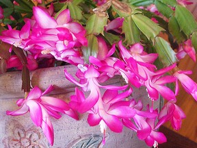 What would we do without colouful flowering plants during this festive time of year? High among the list of seasonal favourites is the beauty bestowed by Christmas cactus blossoms. (Ted Meseyton)