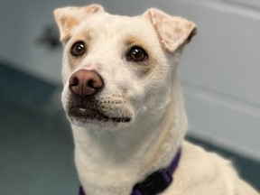 Blanca is one of the dogs at the Humane Society of Kitchener Waterloo and Stratford Perth waiting to be adopted. With more than two dozen canines under its care, the humane society has launched an urgent appeal for help. (Contributed photo)