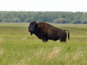 A bison near Claire Lake in Wood Buffalo National Park. Rick MacWilliam/Postmedia Network