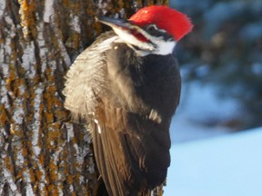 The woodpecker in the photo is a male; just the males have the red stripe behind the beak, or the scarlet mustache. (John Gavloski)