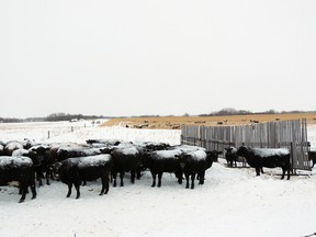 Cattle winter grazing corn and using a solar powered alternative watering system. (Shawn Cabak)