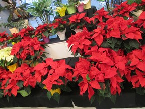 Potted poinsettias with their brilliant red coloured bracts still grab attention as Canada’s favourite front-runner floral plant during the Christmas/New Year holiday season. Other colours available are white, pink and marbled blends as well as semi-double form.
 (Ted Meseyton)