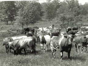 Photographer Reuben Sallows' photo of the Bisset cows c. 1917. Courtesy Reuben R Sallows' Gallery