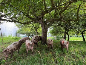 Pigs enjoying life at Meeting Place Organic Farm in Lucknow. Submitted photo.