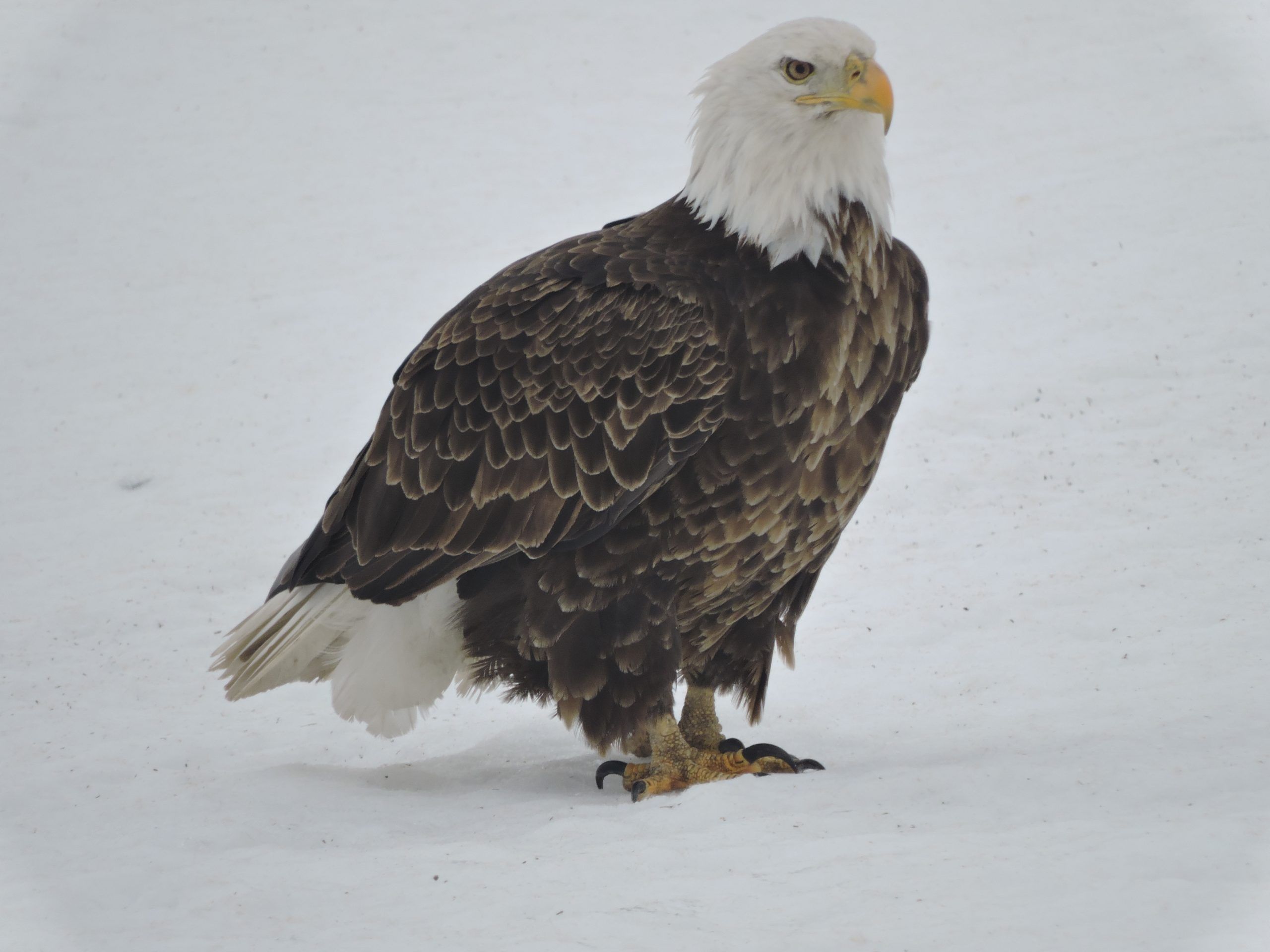 2022 Portage la Prairie Christmas Bird Count The Graphic Leader