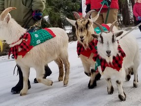 The 20th annual Kemble & District Lions Club Christmas Parade maintained the tradition of no motorized vehicles with the help of these festive goats Sunday, Dec. 11, 2022 in Kemble, Ont. (Scott Dunn/The Sun Times/Postmedia Network)