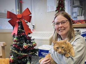 Mackenzie Woodhouse, miembro del equipo de cuidado de animales de la SPCA del condado de Brant, posa frente al árbol de Navidad con Simba, que está disponible para adopción. La Sociedad Protectora de Animales necesita especialmente donaciones de comida seca para gatos, arena higiénica para gatos y detergente para la ropa. Presentada