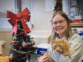 Mackenzie Woodhouse, animal care team member at the Brant County SPCA, poses in front of the Christmas tree with Simba, who is available for adoption. The SPCA is in particular need of donations of dry cat food, kitty litter and laundry detergent. Submitted
