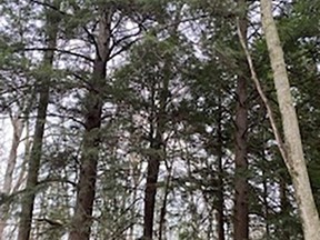 Canadian hemlock (Tsuga Canadensis), also called Eastern hemlock is a native Canadian conifer growing in forests in Southwestern Ontario, eastward to the Maritimes, and south almost reaching Florida. This hemlock stand is growing at Port Franks. John DeGroot photo