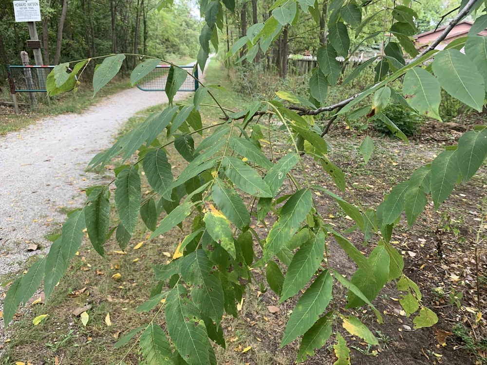 GARDENING: Messy walnut tree is also stately and can be immense - Chatham-Kent This Week