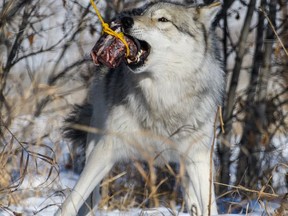 Atka pulls at a snack tied to a tree at the Yamnuska Wolfdog Sanctuary near Cochrane Alta. on Saturday, Dec. 3, 2022. Atka is a high content wolfdog, meaning they have 80 to 95 per cent wolf content.