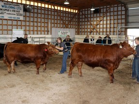 Tacee French et Tayden French du Mayerthorpe 4-H Beef Club ont respectivement reçu le titre de meilleur champion au bouvillon et de meilleur champion debout. Ils ont participé à la 56e édition du Lac Ste. Anne 4-H Exposition Bœuf et Mouton en juin.