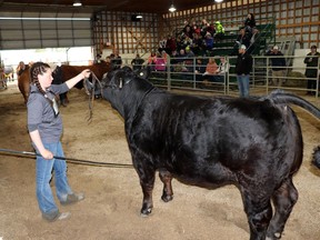 Heidi Pas of the Mayerthorpe 4-H Beef Club, pictured during the 2022 Achievement Day, was elected a district rep.
