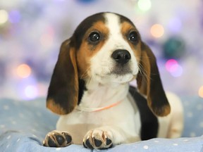 Help an animal overlooked by adopters with the Ontario SPCA's new Adopt-it-Forward program during the Ontario SPCA and Humane Society's iAdopt for the Holidays campaign.