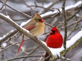 A female (left) and male Cardinal perched on a snowy tree branch. Hongkun Wang / Getty Images