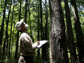 Gerry Waldron examines a rare swamp cottonwood in the Bickford Woods.